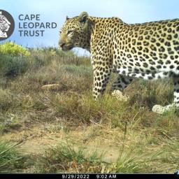 Leopard